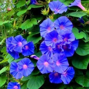 Mavi ipomoea indica sarmaşık fidesi