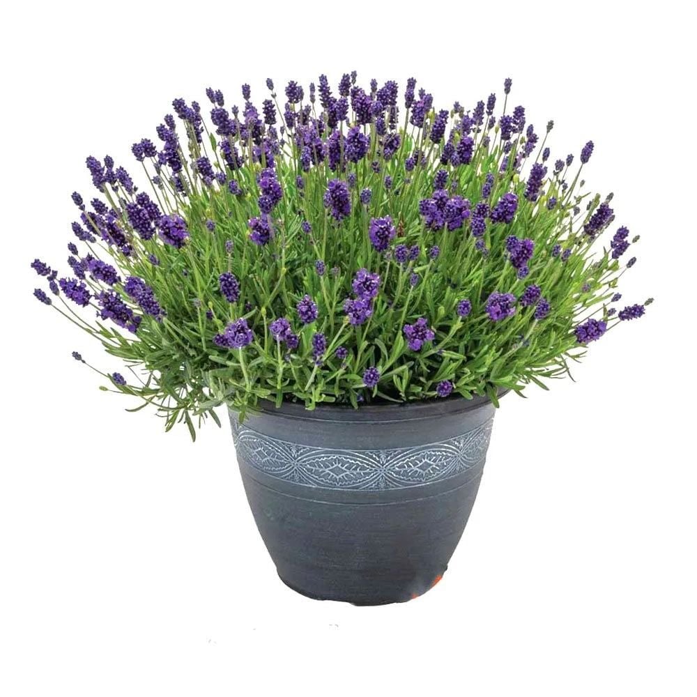 Bodur Mavi Vienco lavanta fidanı lavandula compact blue