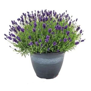 Bodur Mavi Vienco lavanta fidanı lavandula compact blue