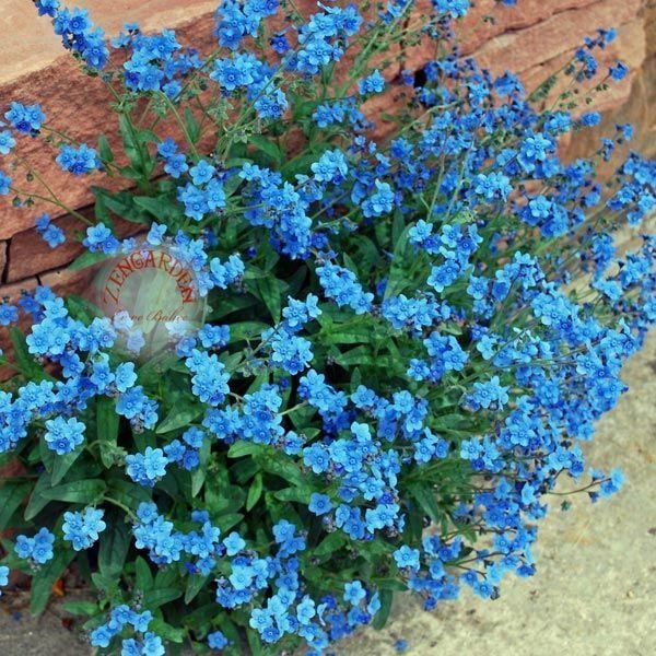 Çin beni unutma çiçeği tohumu chinese forget me not