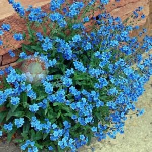 Çin beni unutma çiçeği tohumu chinese forget me not