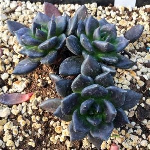 Pachyveria blue mist sukulent bitki