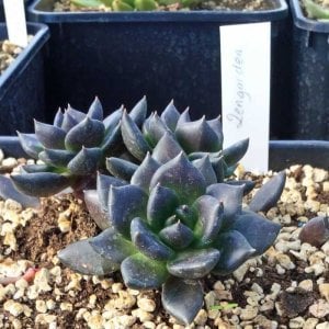 Pachyveria blue mist sukulent bitki