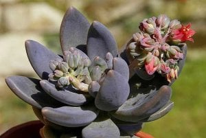 Pachyveria blue mist sukulent bitki