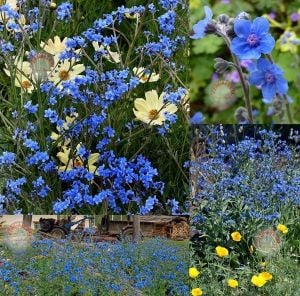 Çin beni unutma çiçeği tohumu chinese forget me not