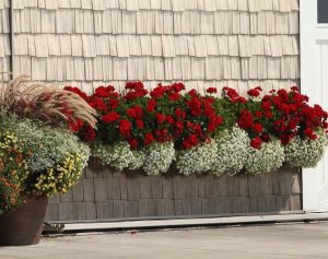 XXL çiçekli koyu kırmızı sardunya fidesi big eeze dark red pelargonium 1 fide