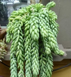 Sedum morganianum donkey tail plant