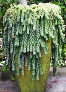 Sedum morganianum donkey tail plant