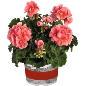 Somon sardunya fidesi grandeur classic salmon