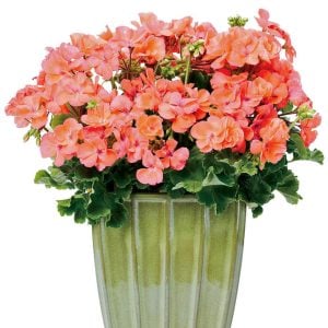 Somon sardunya fidesi grandeur classic salmon
