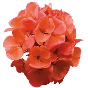 Somon sardunya fidesi grandeur classic salmon