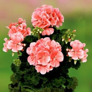 Somon sardunya fidesi grandeur classic salmon