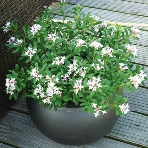 Kokulu Kafkas gülü saksıda daphne × transatlantica