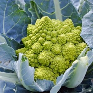 İtalyan romanesco brokoli tohumu