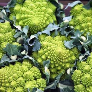 İtalyan romanesco brokoli tohumu