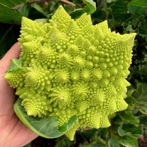 İtalyan romanesco brokoli tohumu