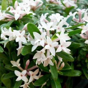 Kokulu Kafkas gülü saksıda daphne × transatlantica