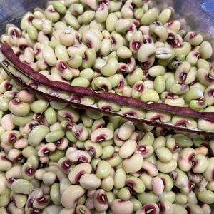 Top Pick Pinkeye Börülce Tohumu – Pembe Gözlü Börülce