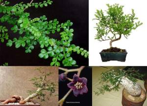 Fil ağacı fidanı operculicarya decaryi bonsai uygun