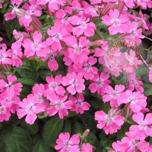 Sarkan silene pendula tohumu