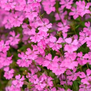 Sarkan silene pendula tohumu