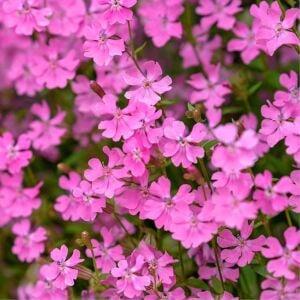 Sarkan silene pendula tohumu