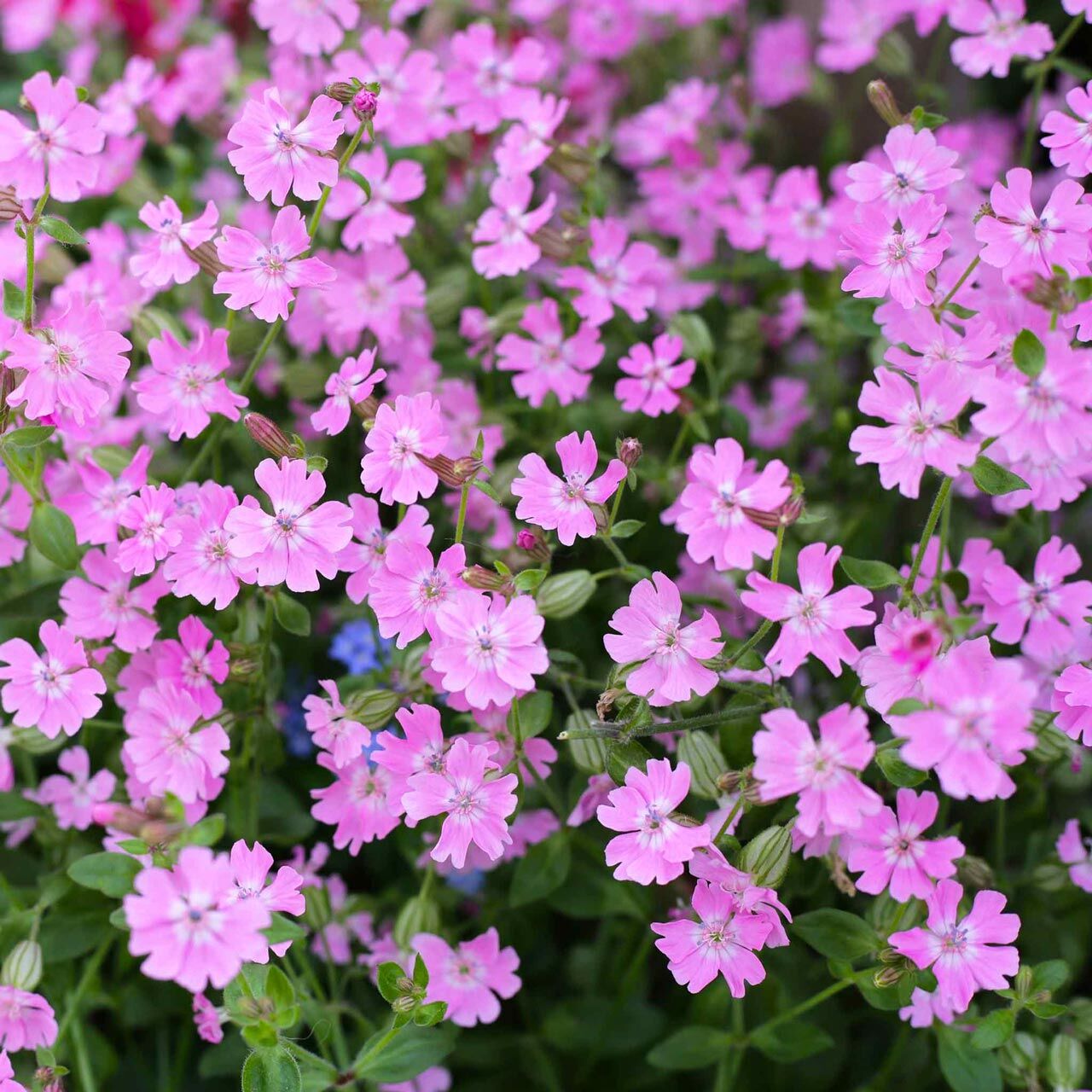Sarkan silene pendula tohumu