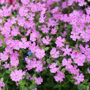 Sarkan silene pendula tohumu
