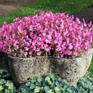 Sarkan silene pendula tohumu