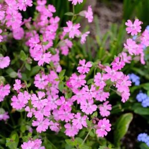 Sarkan silene pendula tohumu