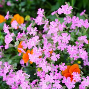 Sarkan silene pendula tohumu