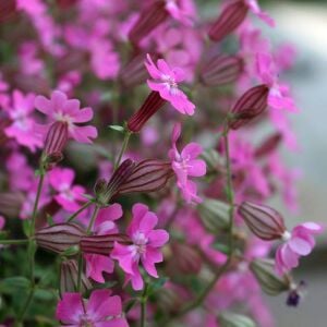 Sarkan silene pendula tohumu