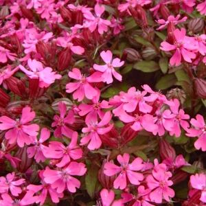 Sarkan silene pendula tohumu