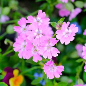 Sarkan silene pendula tohumu