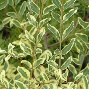 Musli kurtbağrı çiçekli çalı fidanı ligustrum ovalifolium ibota musli