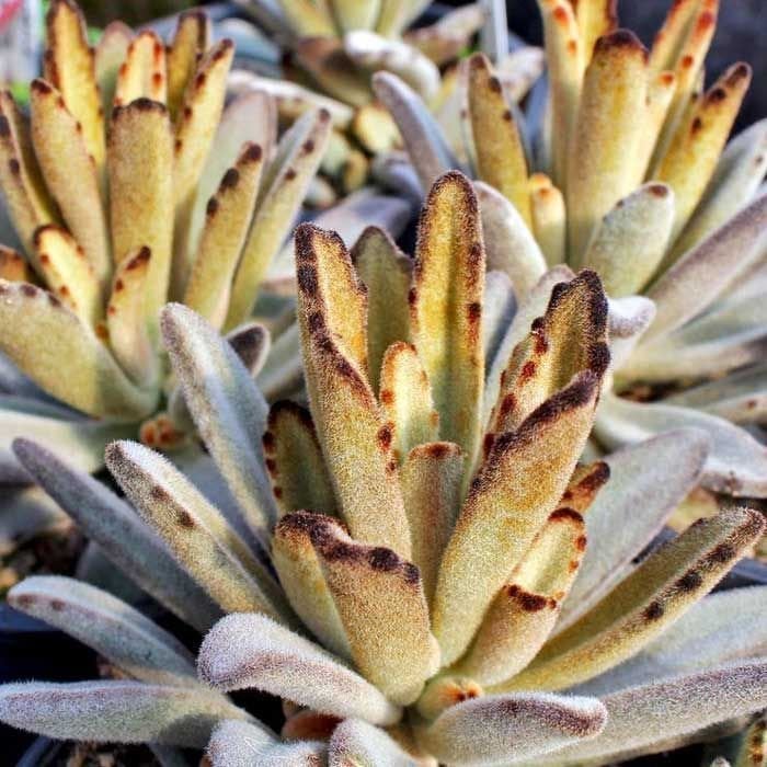 Kalanchoe chocolate soldier