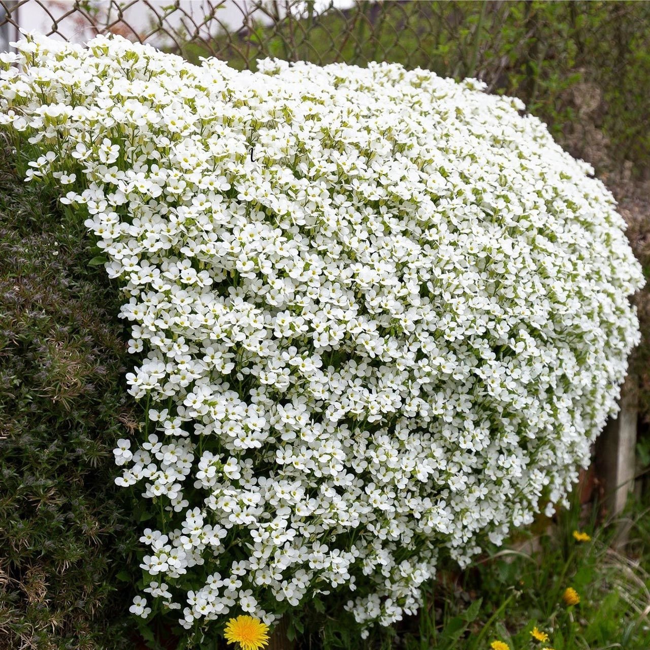 Arabis tohumu kaya gülü beyaz arabis alpina