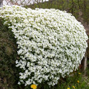 Arabis tohumu kaya gülü beyaz arabis alpina