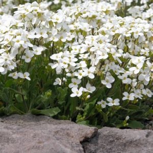 Arabis tohumu kaya gülü beyaz arabis alpina