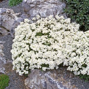 Arabis tohumu kaya gülü beyaz arabis alpina