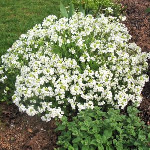 Arabis tohumu kaya gülü beyaz arabis alpina