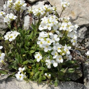 Arabis tohumu kaya gülü beyaz arabis alpina