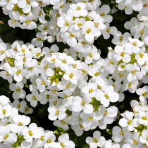 Arabis tohumu kaya gülü beyaz arabis alpina
