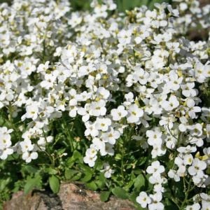 Arabis tohumu kaya gülü beyaz arabis alpina