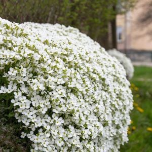Arabis tohumu kaya gülü beyaz arabis alpina