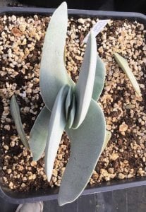 Crassula falcata sukulent bitki