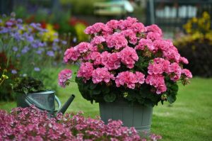 XXL çiçekli pembe sardunya fidesi big eeze foxy flamingo pelargonium 1 fide