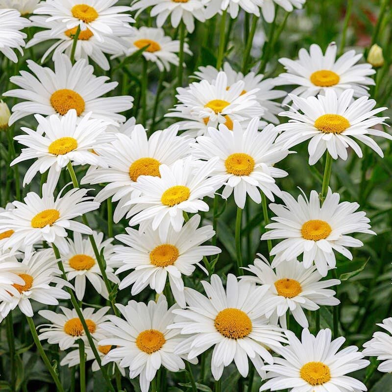 Krizantem tohumu seviyor sevmiyor papatyası marguerite daisy chrysanthemum