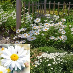Krizantem tohumu seviyor sevmiyor papatyası marguerite daisy chrysanthemum