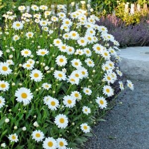 Krizantem tohumu seviyor sevmiyor papatyası marguerite daisy chrysanthemum